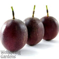 Purple Possum Passion Fruit - Passiflora edulis - Live Plant