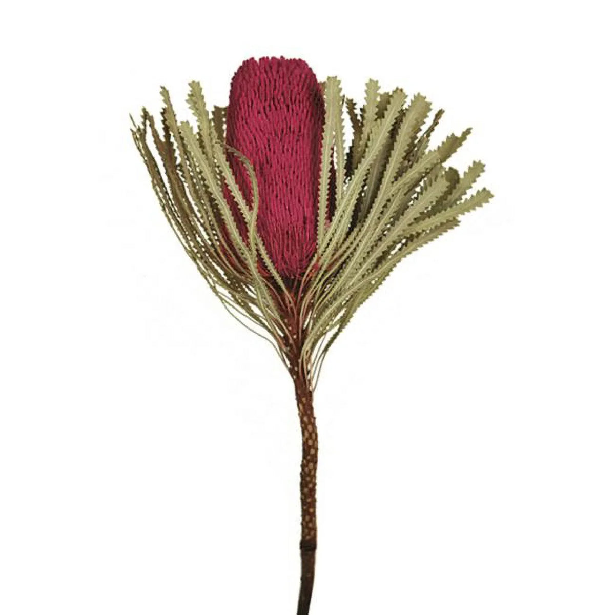 Vickerman  Jumbo Erica Pink Banksia Flower Stems - Erica Pink - 12-18 in.